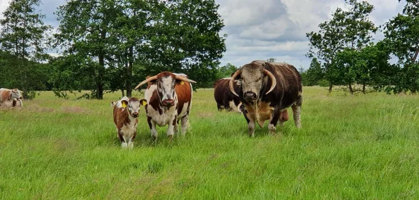 Afbeelding Slagerij van Wijk/Longhornbeef Boerderijwinkel