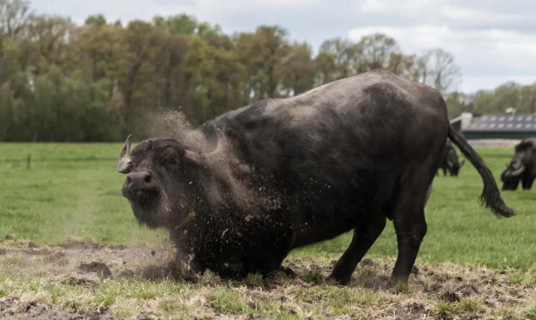 Afbeelding Buffalo Farm Twente