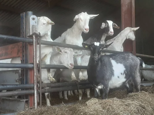 Afbeelding Geitenboerderij Twiegweerd