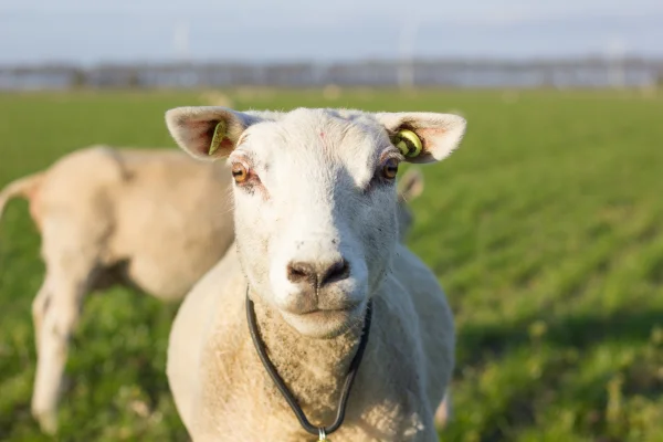 Afbeelding Flevolamb