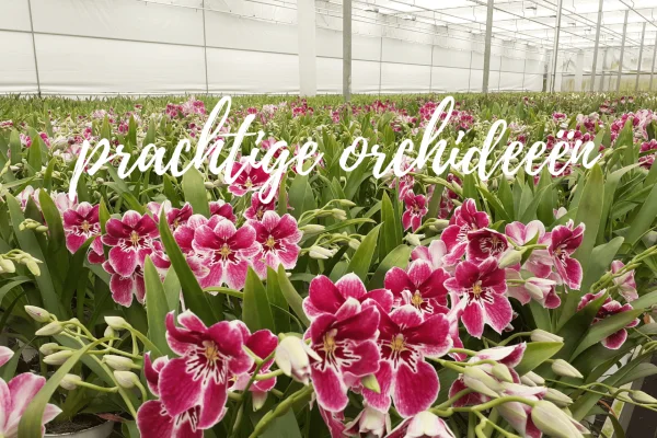 Afbeelding Bijzondere Orchideeën - Inca Orchids