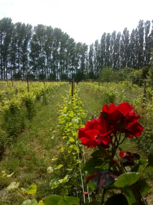 Afbeelding Domein de Vier Ambachten