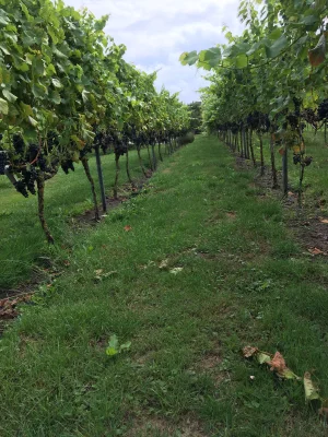 Afbeelding Wijngoed Havelte