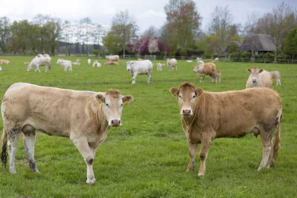 Afbeelding "Uut 't Veld" écht boerderijvlees