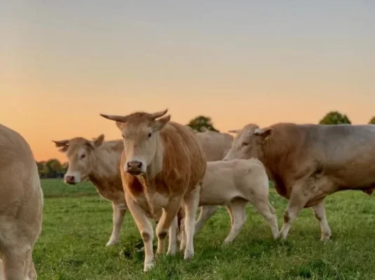 Afbeelding De Blonde Koe