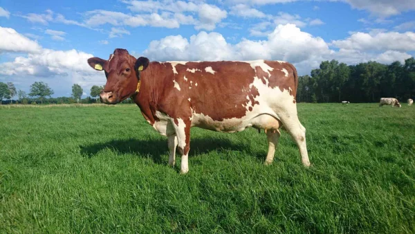 Afbeelding Ons Vleesch