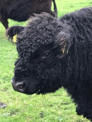Afbeelding Vlees van runderen uit de natuur