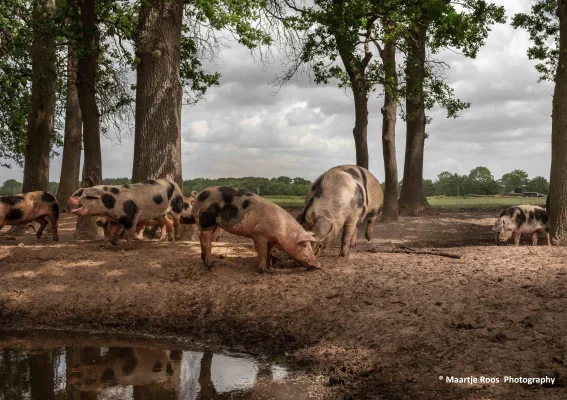 Afbeelding Eerlijkvechtdalvlees