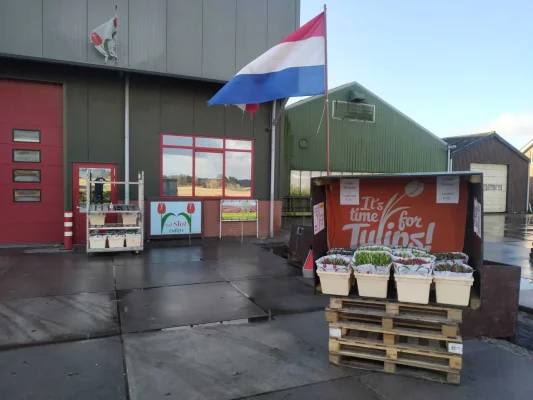 Afbeelding Van der Slot Tulips