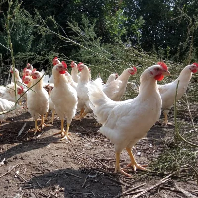 Afbeelding De Lankerenhof