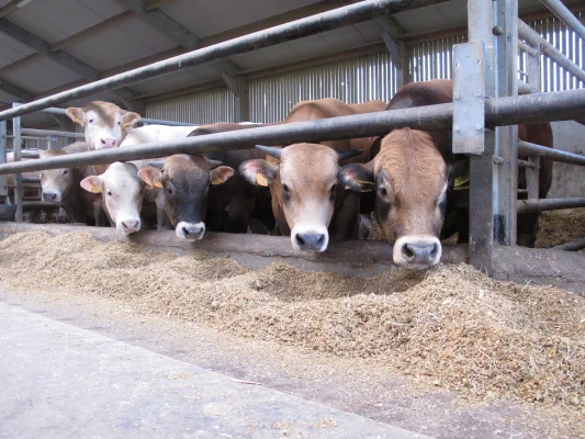 Afbeelding Vleesboerderijwinkel Mangelaars