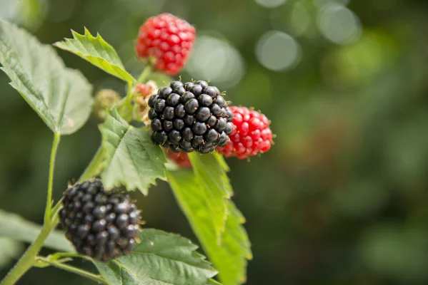 Afbeelding De Berkelse Braam