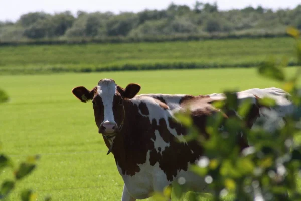 Afbeelding Wou! zuivelautomaat