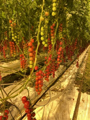 Afbeelding Otomaatje