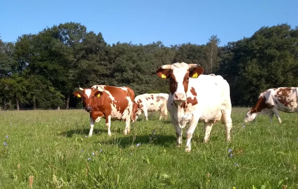 Afbeelding Boerderij Bosmanshuis