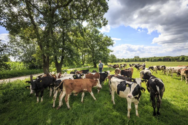 Afbeelding Eco Fields