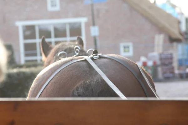 Afbeelding ´t Werckpaert