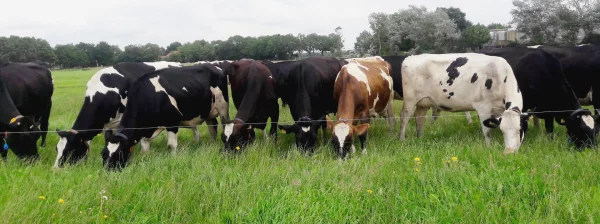 Afbeelding Weidekost