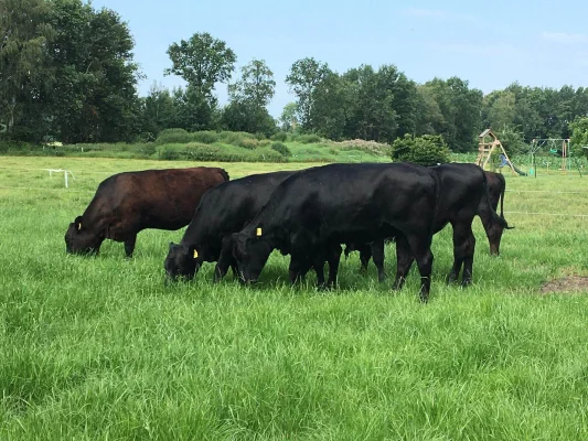 Afbeelding Koeweide Angus Rund