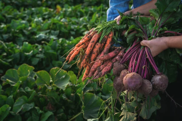 Afbeelding Bio Groenten