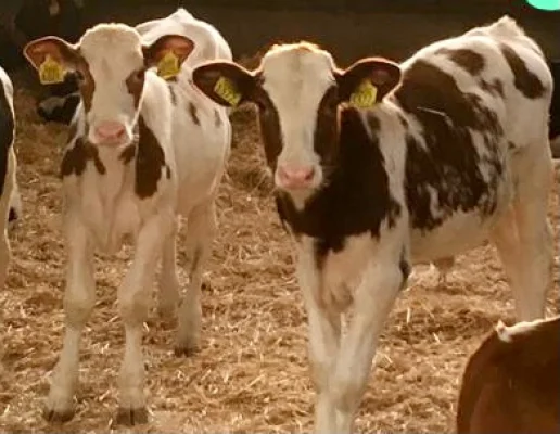 Afbeelding Ensink KalfsVleesch