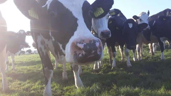 Afbeelding Melktap Familie Bijman
