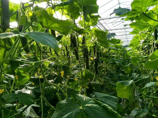 Afbeelding Kwekerij de Kreek