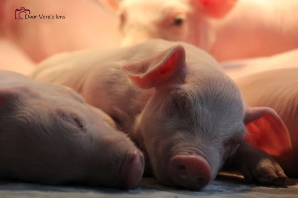 Afbeelding Geijsel Varkens