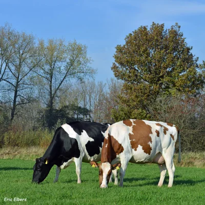 Afbeelding Zouwe Zuivel