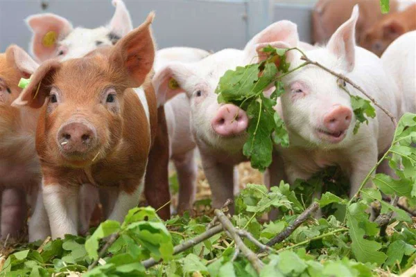 Afbeelding Varkenshoff