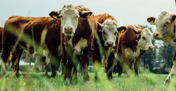 Afbeelding Lamperse Hei