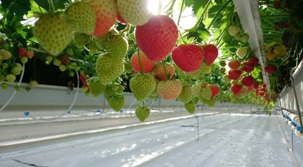 Afbeelding Aardbeienkwekerij Konings