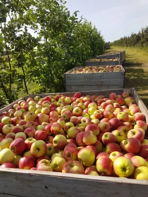 Afbeelding Fruitteeltbedrijf Huiskamp Veessen