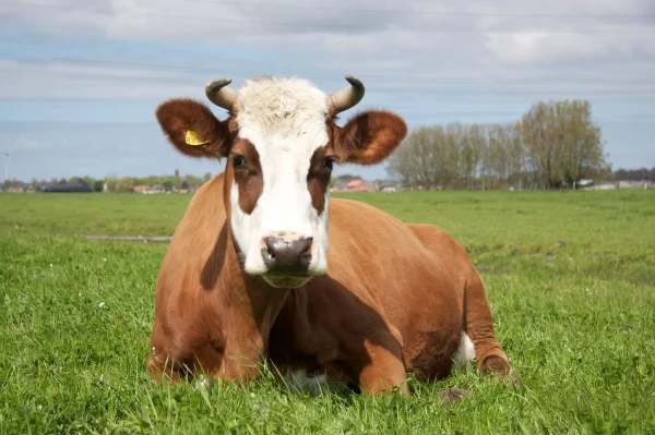 Afbeelding Natuurlijk Genoegen