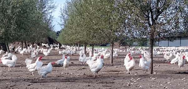 Afbeelding Eierautomaat Pluimveehouderij Bouw-van den Broek