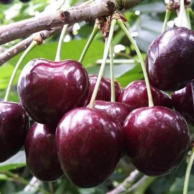 Afbeelding Kersenautomaat Maasbree