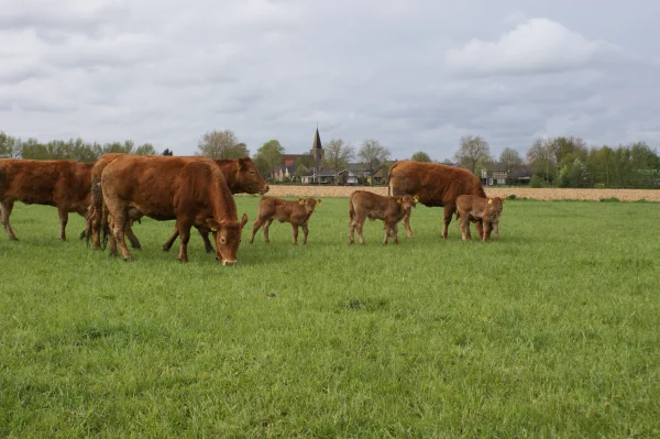 Afbeelding Limousin vleesveebedrijf Keuper