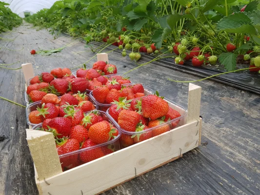 Afbeelding Aardbeien verkoop familie Bendermacher