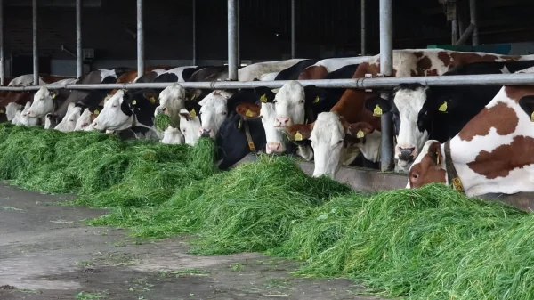 Afbeelding Boer Roon