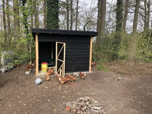 Afbeelding Happy chicken