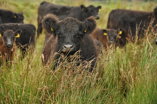 Afbeelding Noorderlanden Galloways