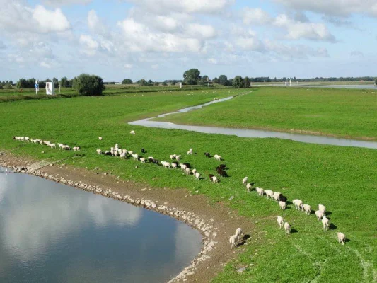 Afbeelding Lamsvlees van de Boer