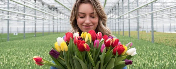 Afbeelding Tulpen.nu