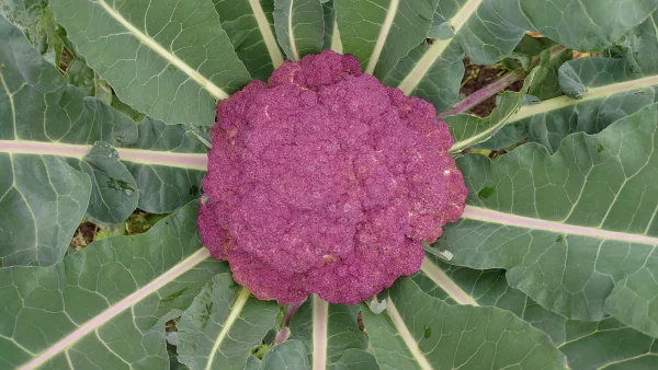 Afbeelding Hortus groente en fruit