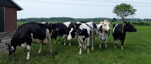 Afbeelding Kaas van het Lattenbos