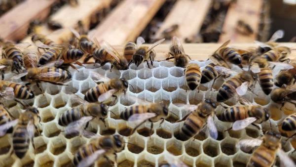 Afbeelding Honingonline.nl - De Valksche Bijenhof