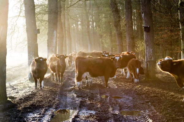 Afbeelding Boeren in het Bos
