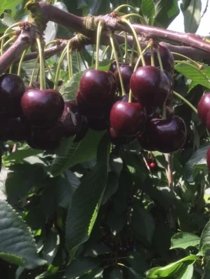 Afbeelding Van Kruiningen AGF