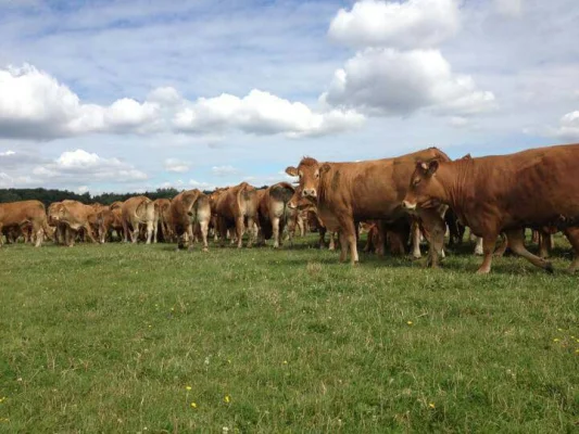 Afbeelding Tillemans Vlees