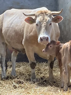 Afbeelding Jongenelen Vlees van de Boer
